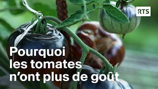 Pourquoi les tomates n’ont plus de goût  RTS [upl. by Aible577]