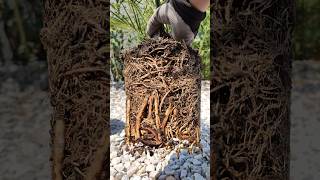 Palme Wurzel richtig umtopfen DIY Tutorial Phoenix canariensis Kanarische Dattelpalme 🌴 pflanzen [upl. by Malchus]