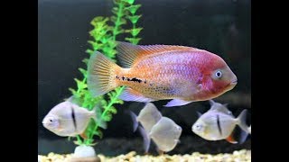 Redhead Cichlid Vieja Melanurus Tankmates [upl. by Siurad]