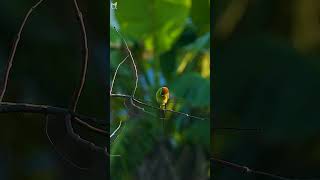 Blue tailed Bee eater  Trảu đuôi xanh wildlife nature birds birdslover animals birdsounds [upl. by Reinnej992]