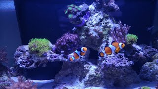 Der Riffaufbau amp Umzug 👨‍🔧👩‍🔧  MEERWASSERAQUARIUM starten Teil 2 🐠🐟 [upl. by Winter]