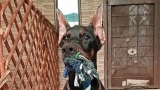 DobermanStreet dogslove birdsaseelMoina pet vlog 😇 [upl. by Carhart]