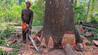 Excellent ‼️ Mahogany tree 100 feet high [upl. by Airun216]