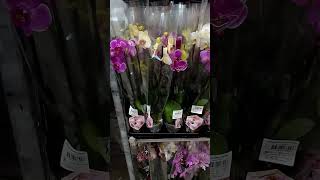 Orhidee short flowers flower florist garden plants gardenplant flora floral up [upl. by Wester]