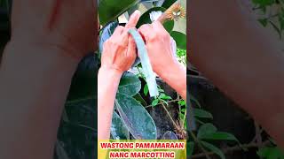 DIY Rubber plant Marcotting [upl. by Reseta]