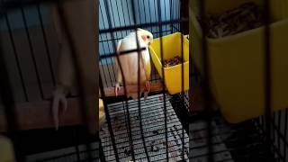 cockatiel play time cockatiel trending birds [upl. by Ahsoik]