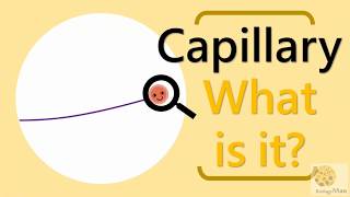 HKDSE BIOLOGY  Features and Function of Capillary  English version by Biology Man [upl. by Zap]