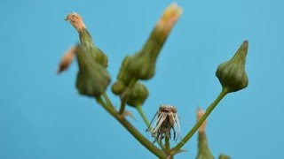 CERRAJA Sonchus oleraceus PLANTAS MEDICINALES [upl. by Aehsila]