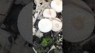 Puffball Mushroom Hunting [upl. by Savart]