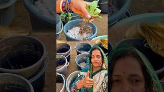 ପ୍ଲାଷ୍ଟିକ ବାଲଟି ରେ କିପରି ଗଛ ଲଗାଇବା 🪴grow plant gardening viral tips subhasinigarden [upl. by Oigroeg761]