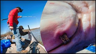 Snagging a BANDED Paddlefish and a LIMIT on Truman Lake [upl. by Agace]