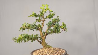 Transforming a Boxwood shrub into a bonsai tree [upl. by Sergias]