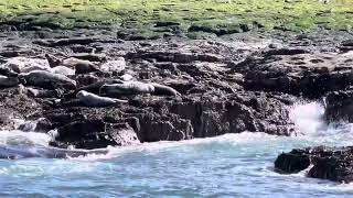 Seals on the Farne Islands March 2024 [upl. by Onoitna612]