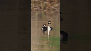 The great crested grebe Podiceps cristatus courtship appearance and dance shortvideo birds [upl. by Danyelle200]