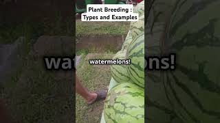 Plant Breeding 101 Types amp Examples biotechnology plantbreeding trendingvideos science [upl. by Cai651]