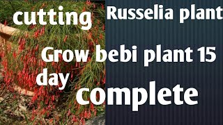 how to make now Grow Russelia plant in bebi plans quisetiformis [upl. by Layap]