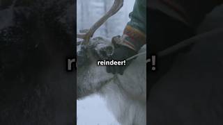 Sámi Reindeer Culture A Heritage of the North SámiCulture ReindeerHerding Lapland Scandinavia [upl. by Barnard]