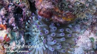 Giant Anemones Condylactis gigantea Discovery Bay Jamaica [upl. by Hsirap495]