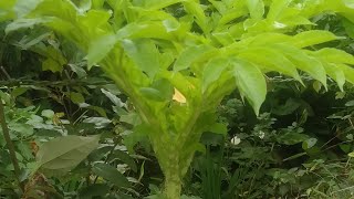 Ginataang Pungapong  How to cook Elephant foot yam  Senai Kilangu  PACHAM [upl. by Mortie]