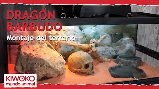 Montaje terrario para POGONAS o Dragón Barbudo 🐉【¡Paso a paso ✅】 [upl. by Sedaiuqlem]