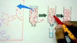 Affinity chromatography [upl. by Kcirtapnhoj]