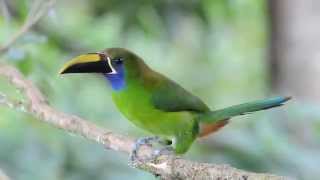 Emerald Toucanet [upl. by Nnyladnarb]