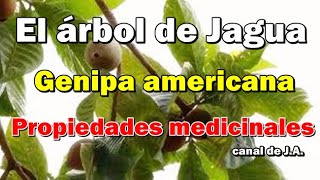 El Árbol de Jagua  Genipa americana  Propiedades medicinales y usos en la cocina [upl. by Adlai236]