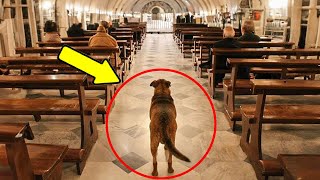 Hund Dringt in die Messe Ein und Weigert Sich zu Gehen Der Priester Entschied Sich Ihm zu Folgen [upl. by Eceertal]