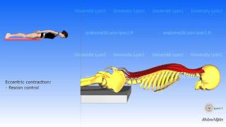 The posterior muscles of the trunk  their roles [upl. by Airreis]