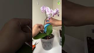 Grow Orchids in Clay Pebbles Part 2 thegreenearth shorts youtubeshorts [upl. by Kamin441]