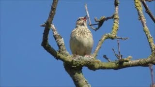 Singing Woodlark [upl. by Yeneffit204]