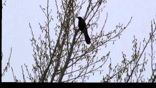 Common Grackle call [upl. by Ahsad]