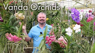 Incredible Vanda Orchids  Care Instructions [upl. by Agler]