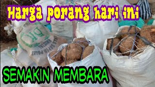 harga porang hari ini semakin membara [upl. by Asiul]