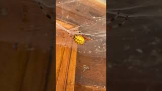 Crazy Spider in Georgia [upl. by Shina]