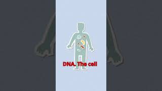 How do bacteria develop [upl. by Tsan]