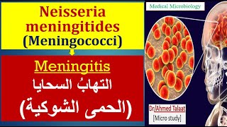 Neisseria 4 Neisseria meningitides Meningitis الحمي الشوكية والالتهاب السحائي [upl. by Cote]