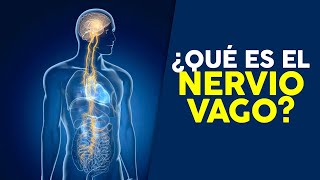 ¿QUÉ ES EL NERVIO VAGO [upl. by Gilboa]