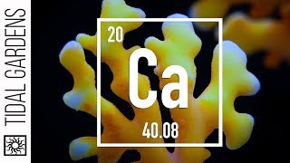 Reef Chemistry Calcium Level Testing [upl. by Ailahtan274]