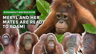 ORANGUTAN MERYL AND HER MATES ARE READY TO ROAM [upl. by Ellenyl210]