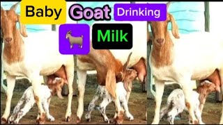 Baby goat drinking milk from momHungry baby goat viralvideo animals shortsfeed goat [upl. by Jami416]