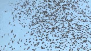 RELEASE OF 6659 RACING PIGEONS [upl. by Adnoraj]