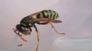 Polistes sp ест гусеницу Plodia interpunctella [upl. by Okomom]