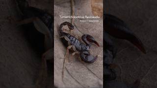 Un scorpion en France scorpion animaux arachnida forest [upl. by Harbird]