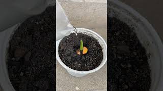 I propagated damaged anthurium plants with quick rooting vitamins [upl. by Anihcak]