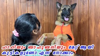 👹😈😲FOOD കൊടുത്ത് വളയ്ക്കാൻ നോക്കിയ അപരിചിതന് കടി കിട്ടുമോ TESSA GUARDING ABILITY TEST [upl. by Sined245]