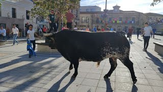 VIII Toro de Cajón de Vitigudino [upl. by Vala631]