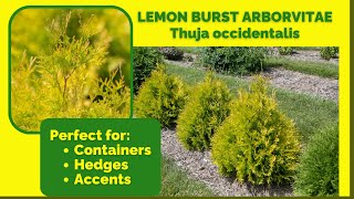 LEMON BURST ARBORVITAE  Thuja occidentalis [upl. by Yort420]