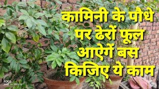 कामिनी के पौधे पर ढेरों फूल कैसे पाएं।How to get more flowers on your kamini orange jasmine plants [upl. by Anelagna818]