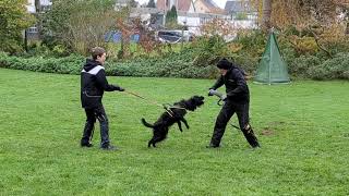 Hasenhirsch Qualle 1 Jahr beim Schutzdiensttraining [upl. by Ramonda]